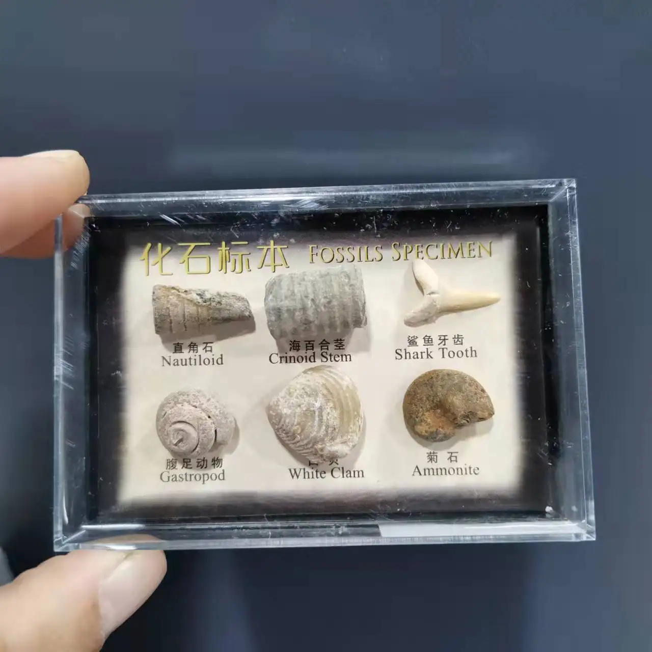 

Natural Mineral Specimen Card Box