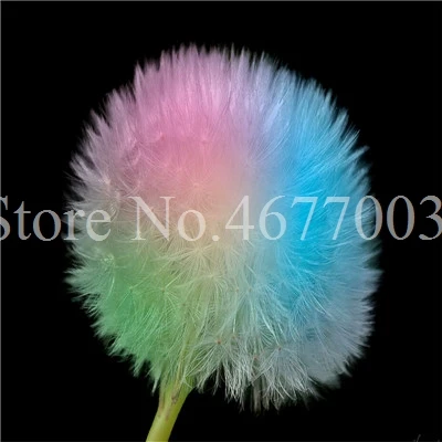 Taraxacum монгольский цветок бонсай, Одуванчик красивый монгольский Одуванчик бонсай Diy товары для домашнего сада травяные плантации 100 шт - Цвет: 100pcs1