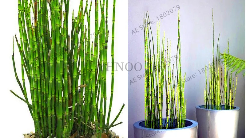 Подлинный! 20 Мини moso Bamboo flores bamboo plantas бонсай сад бонсай горшки для балкона Начинающий уровень 90% DIY для домашнего сада pl