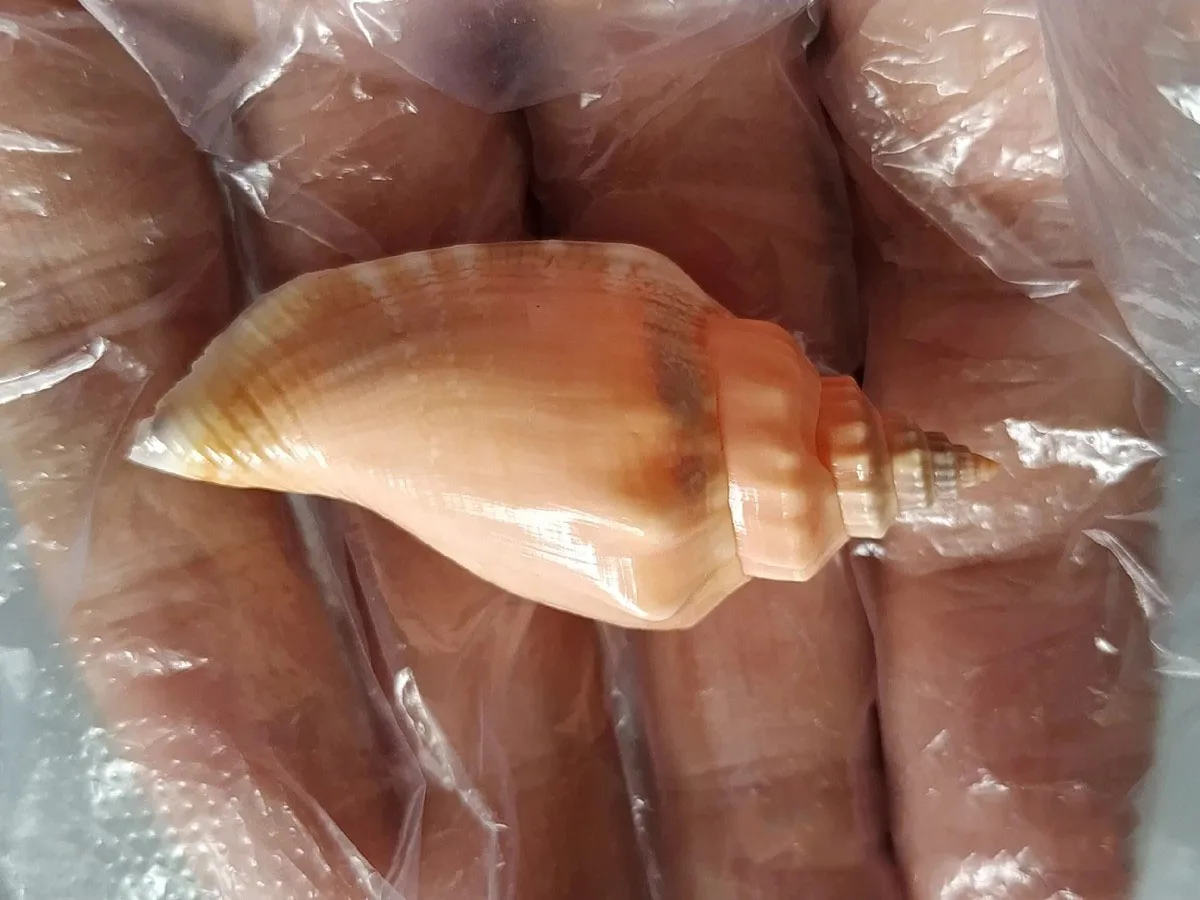 

Natural selection, superb, rare collectibles, collection of conch with lid