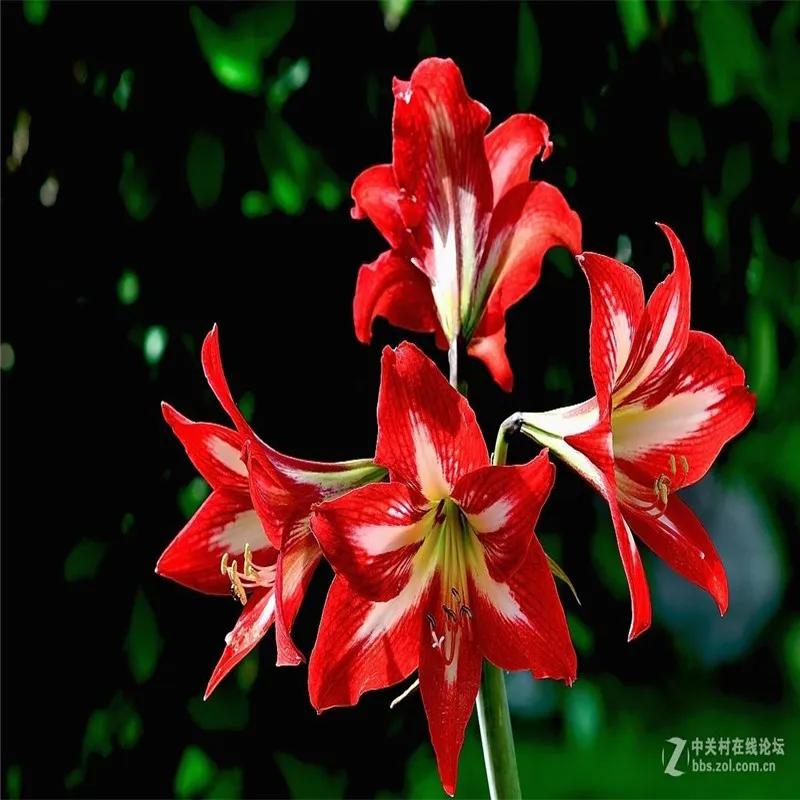Amaryllis 100 шт| |