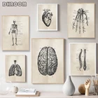 Human Anatomy Artwork Medical Wall Pictures Muscle Skeleton Vintage Posters Nordic Canvas Prints Education Painting Modern Decor