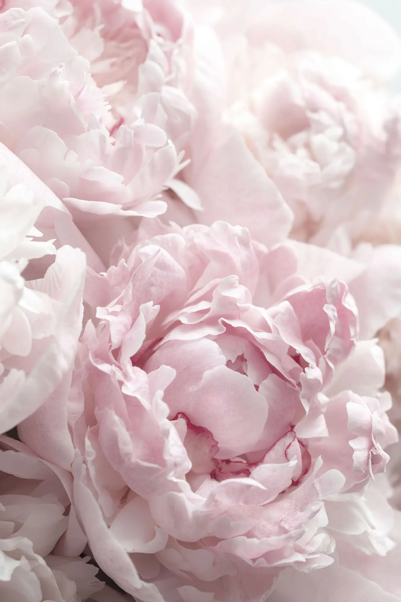 

Картина OYFFL "Цветы"