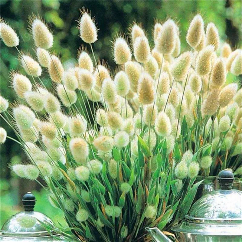 Трава с кроличьим хвостом 100 шт.|Сувениры для вечеринок| |