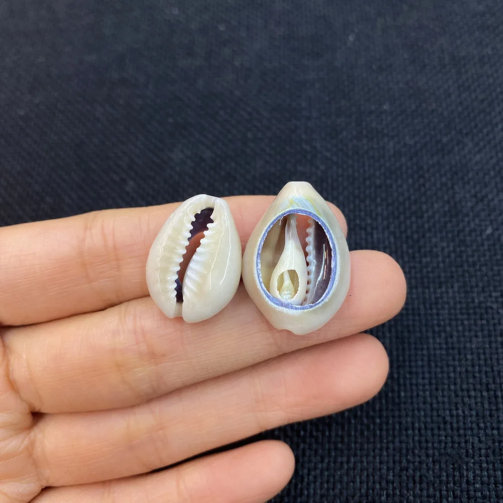 Подвеска из натуральных ракушек Размер 15-25 мм для изготовления ювелирных изделий