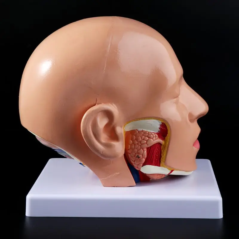 

Human Anatomy Head Skull Brain Cerebral Artery Anatomical Model For Teaching