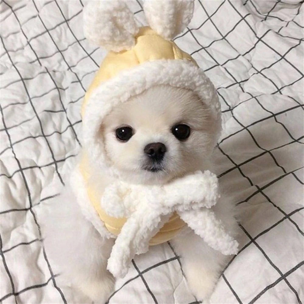 Comprar gato con sombrero de conejito