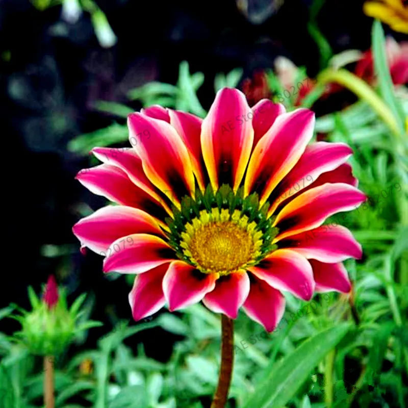 2 100 шт./пакет разноцветные Gazania rigens flores, цветок растения для дома и сада, бонсай для внутреннего и наружного спорта посадки - Цвет: 2