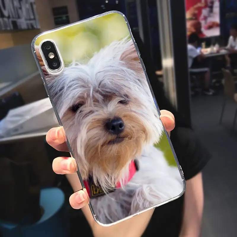 

Mini Yorkshire Terrier Dog Phone Case Transparent soft For iphone 5 5s 5c se 6 6s 7 8 11 12 plus mini x xs xr pro max