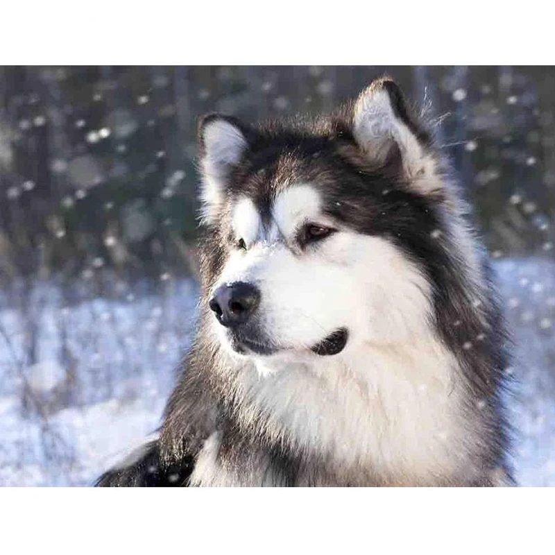 

Diamond embroidery 5D DIY diamond painting dog diamond painting cross stitch rhinestone mosaic XU