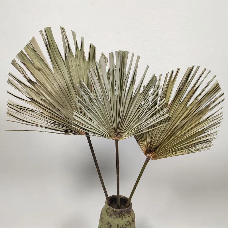 20 30 см/2 шт настоящие высушенные натуральные свежие вечные Ветви Эвкалипта