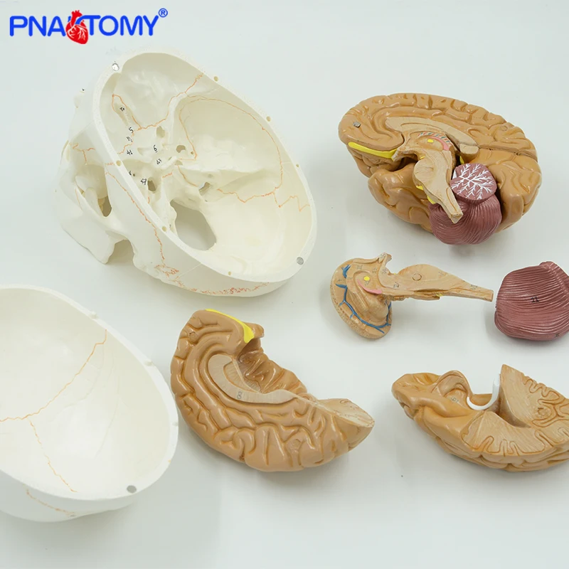 Human- Brain Anatomical Model 8 Parts with Life Size Adult Numbered Skull Model Medical Teaching Tool School and Hospital Used