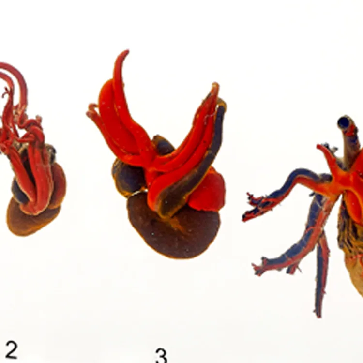 Пять классов образцы сердца естественные науки насекомых популярные товары для