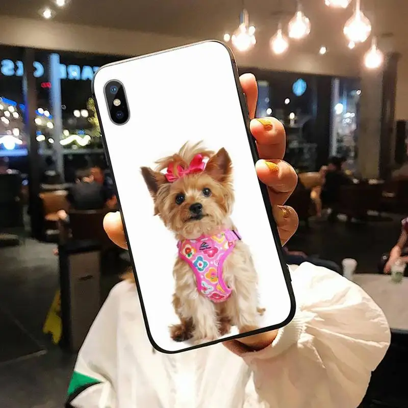 

yorkshire terrier dog puppy Phone Case for iPhone 11 12 pro XS MAX 8 7 6 6S Plus X 5S SE 2020 XR