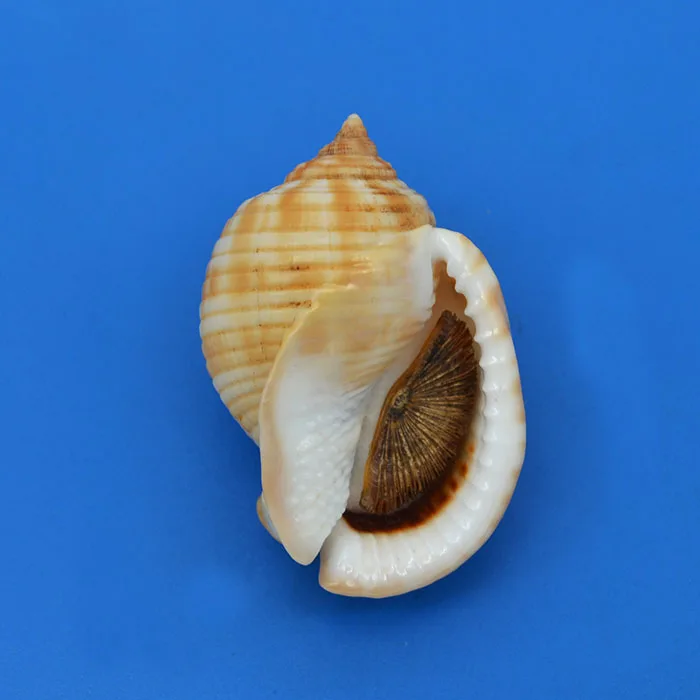 

5.8 cm Mediterranean Conch Natural Rare Conch Collection Home Decoration