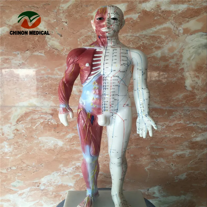 Шиньон 60 см человеческого тела Иглоукалывание манекен для лекарственных