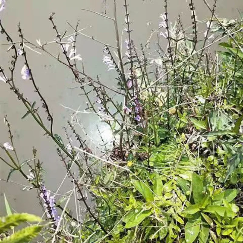 

Barbated Skullcup Herb Wild Scutellaria barbata(Ban Zhi Lian),Antioxidant