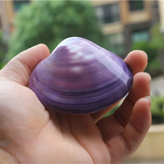Aqumotic натуральный двойной раковины Purpura раскладушка Рыбы Аквариум ландшафтное украшение индонезийский Sanguinolaria