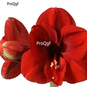 16 Ngryise 3 шт. набор Amaryllis лампочки True Hippeastrum rutilum - Цвет: 16
