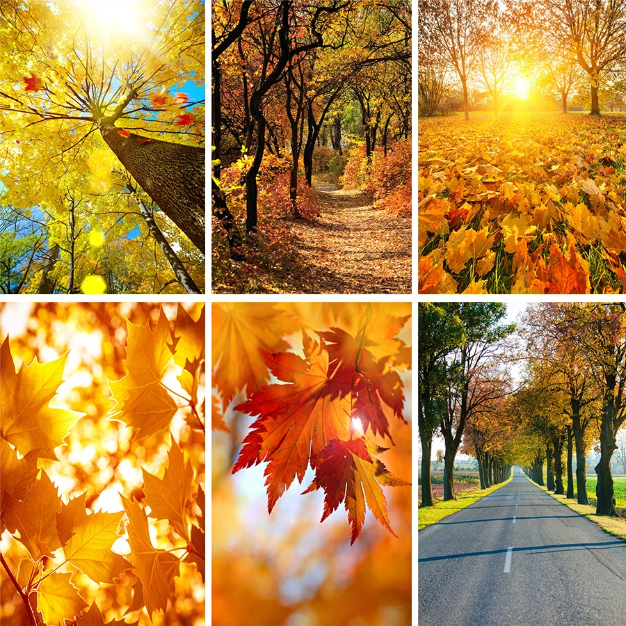 Nitree солнечный желтый опавшие листья Осенние деревья листва лес пейзаж фон для