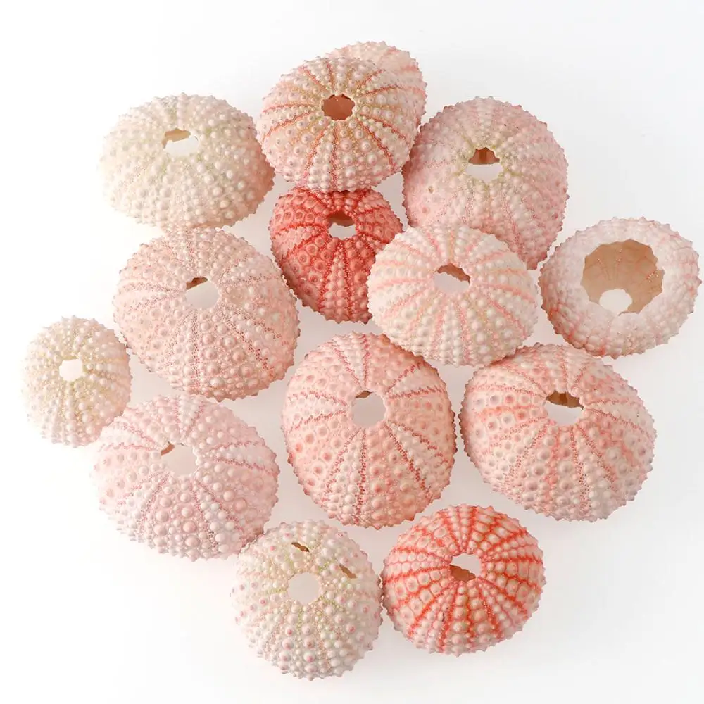 2 шт. декоративные ракушки для аквариума 3 5 см|Ювелирная фурнитура и компоненты| |