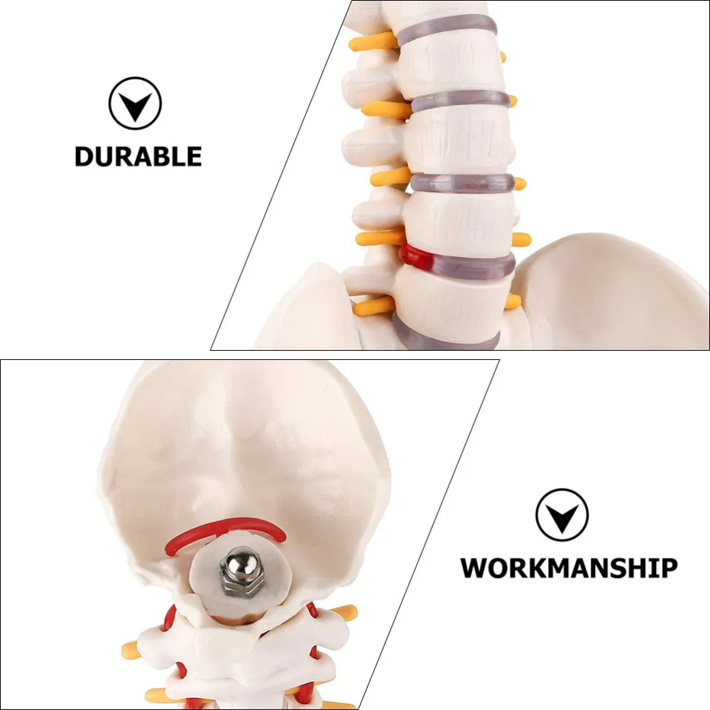 

1Pc Spine Anatomy Model Vertebral Column Model with Spinal Nerves Pelvis Femur