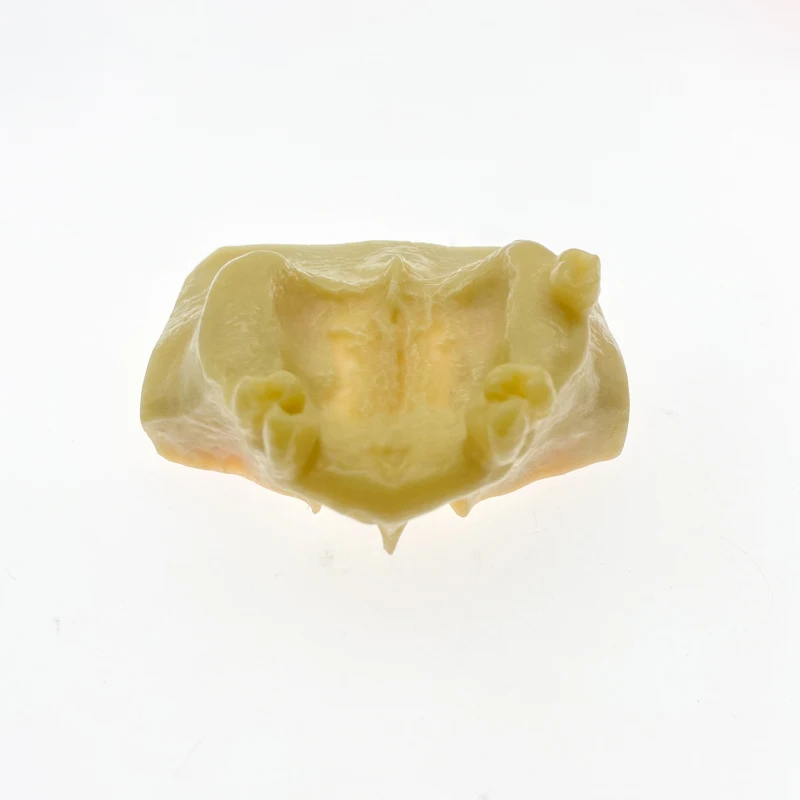 1 шт. Стоматологическая модель зубных пазухов зубов для обучения 2013F | Красота и