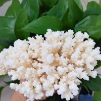 1pc natural white coral fossil cluster crystal aquarium landscaping ornaments decorationum reef specimen home decor gift