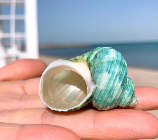 А8 мортический домашний декор запасная оболочка краба-грыжа ракушек морских ses |