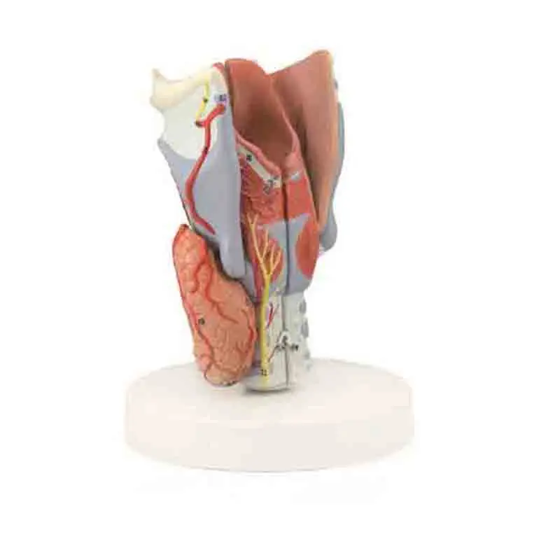 

Anatomical enlargement model of thyroid cartilage and laryngeal muscle