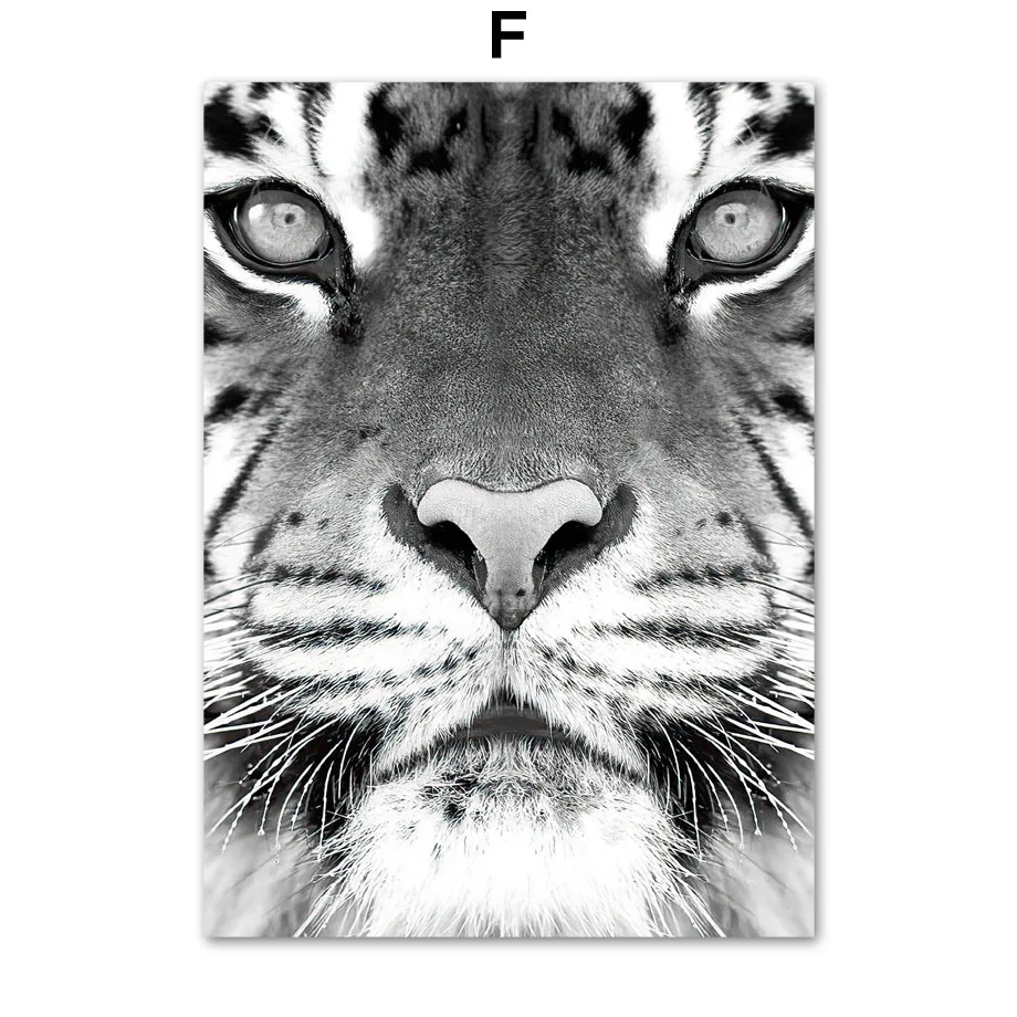 Картина на холсте с изображением Льва тигра слона зеленых растений кактуса | Дом