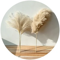 8pcs10pcs20 pcs real dried small pampas grass wedding flower bunch natural plants decor home decor dried flowers free shipping