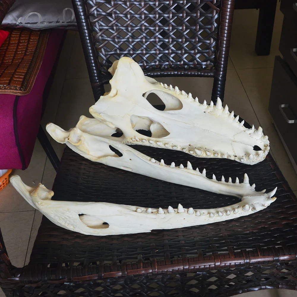 

1Pcs Genuine Crocodylus siamensis Siamese Crocodile Skull Taxidermy 39CM/15.5"Inch length Animal skull specimen