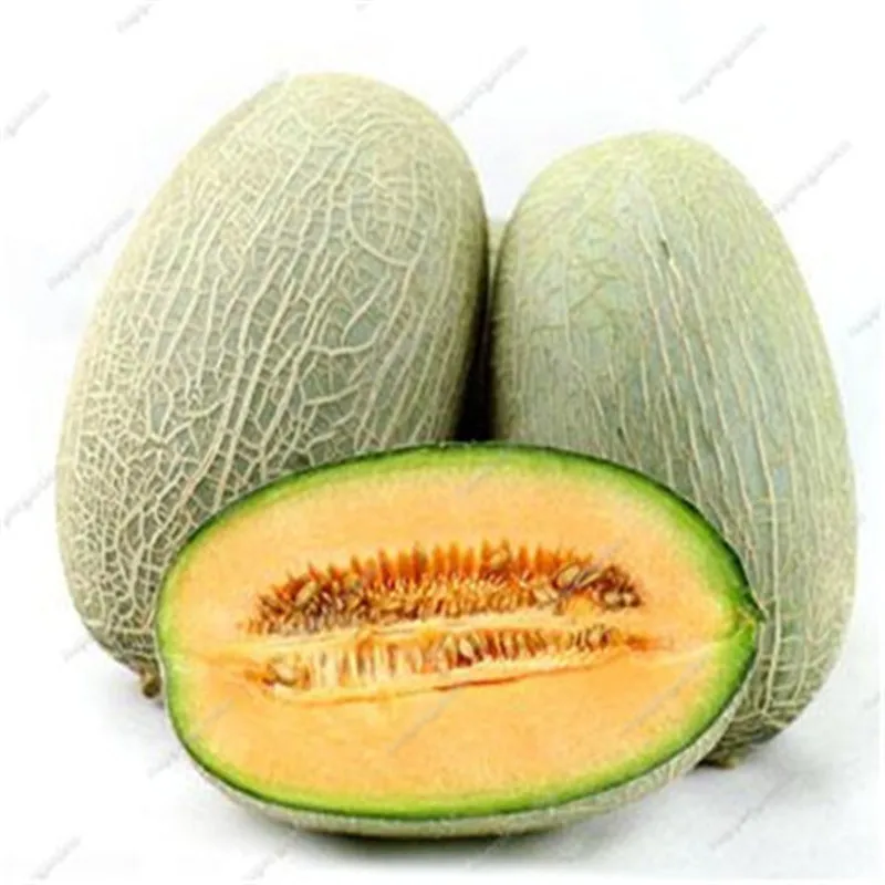Мускусная Дыня 100 шт |