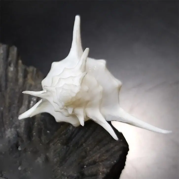 

5.9 cm Rock Musa snails Natural rare conch collection