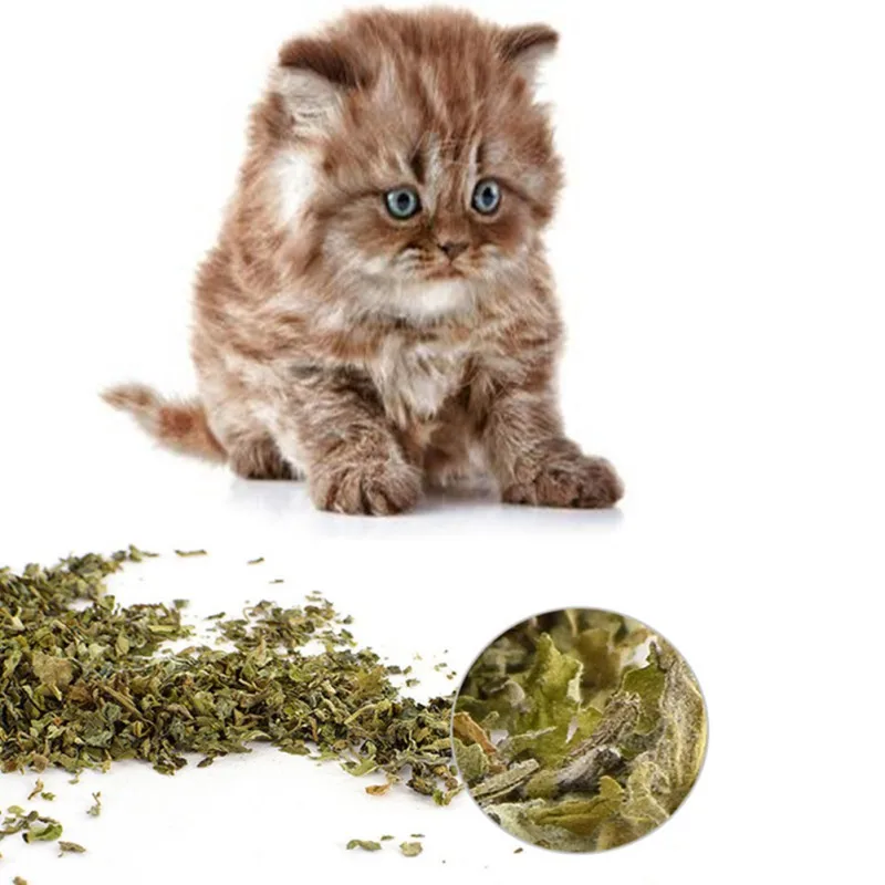 Кота здоровые закуски натуральная кошачья мята листья котенок нетоксичный