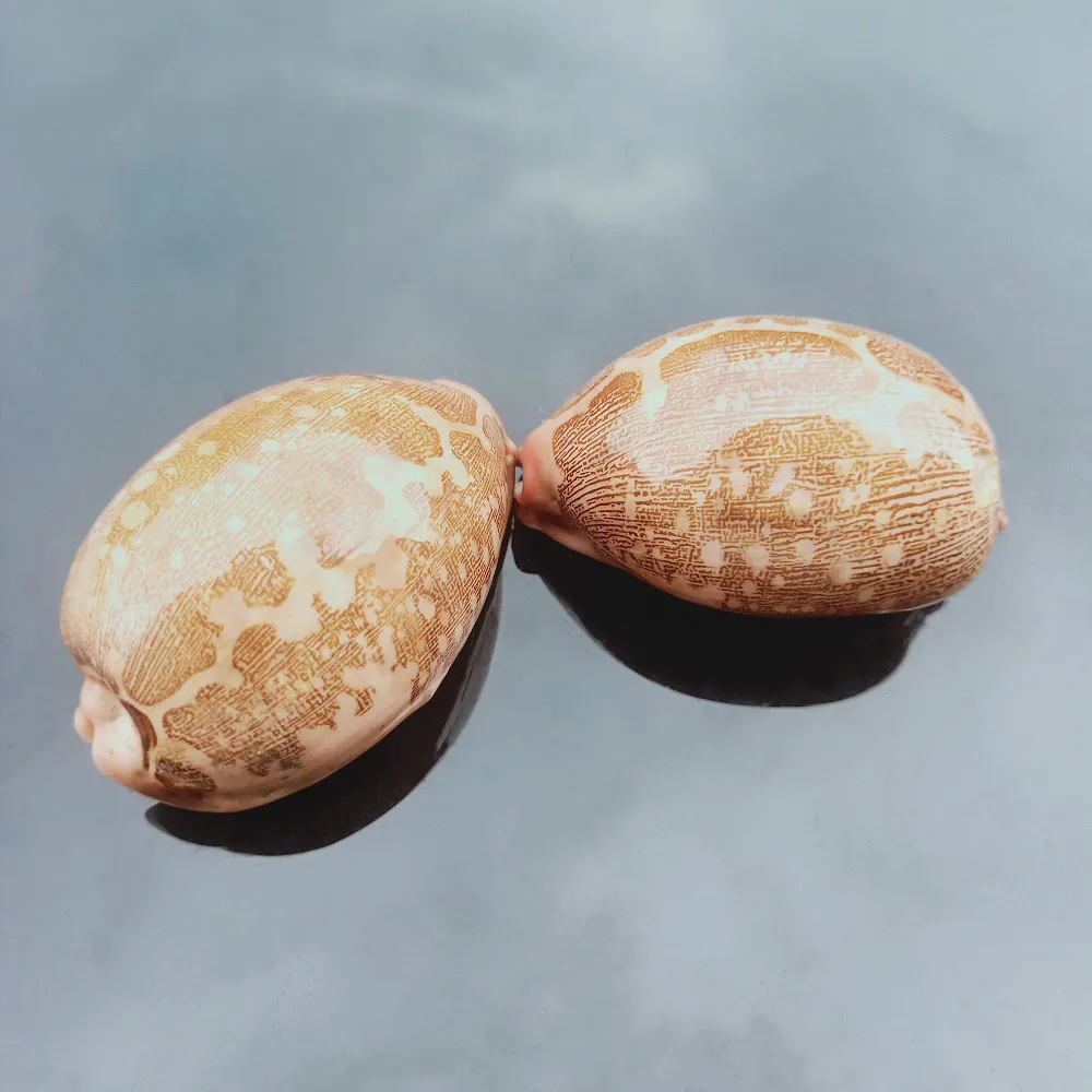 Ракушки из натуральной карты ракушки морские домашний декор пляжные свадебные