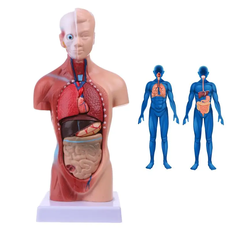 Human Torso Body Model Anatomy Anatomical Medical Internal Organs For Teaching | Канцтовары для офиса и дома