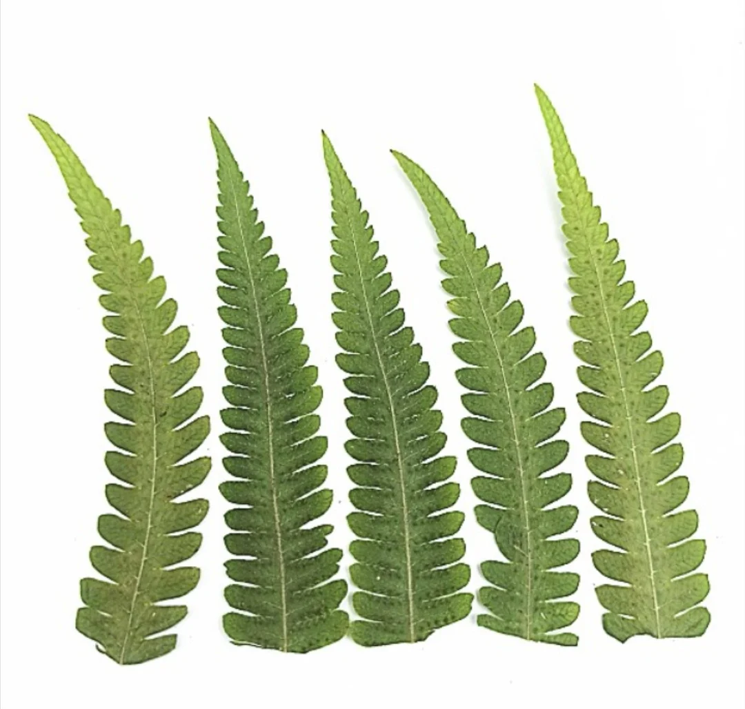 60 шт. прессованный высушенный цветочный натуральные Кристаллы ручной работы