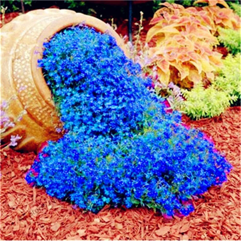 

200Pcs Rare ROCK CRESS Seeds Nature Fragrance Home Garden Climbing Plant Creeping Thyme Flower Essence Lip Mask TZH-S