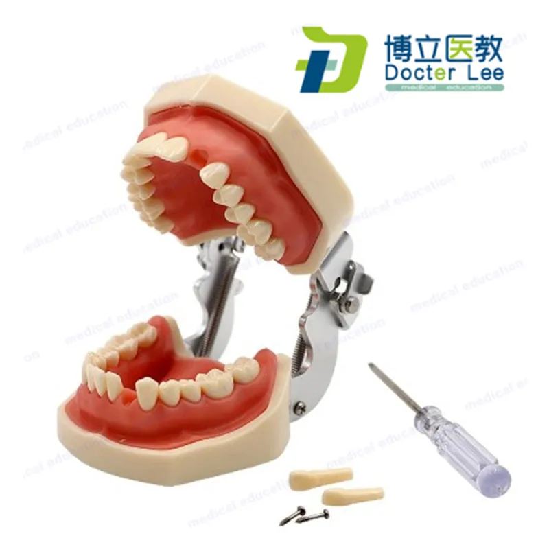 

28 PCS Removable Teeth Model with Soft Gum for Dental Teaching Practice Equipment