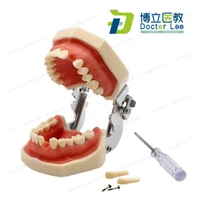 28 pcs removable teeth model with soft gum for dental teaching practice equipment