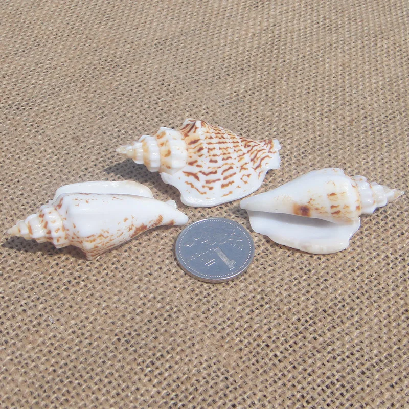 

Small conch, white mouth snail, about 5cm, axe snail, flat jade snail, platform fish tank, wedding decoration