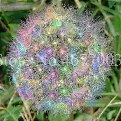 Taraxacum монгольский цветок бонсай, Одуванчик красивый монгольский Одуванчик бонсай Diy товары для домашнего сада травяные плантации 100 шт - Цвет: 100pcs3