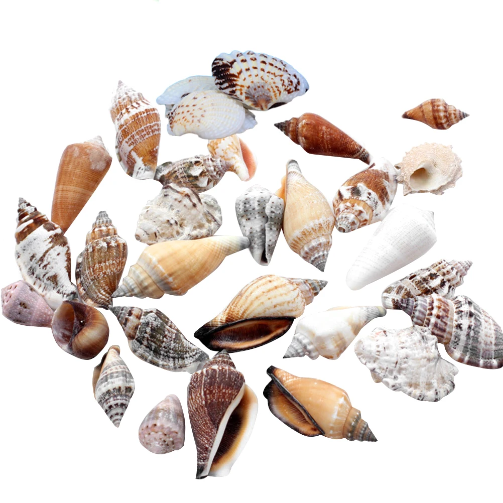 1 упаковка натуральный раковины Морская звезда коралловый риф микро пейзаж