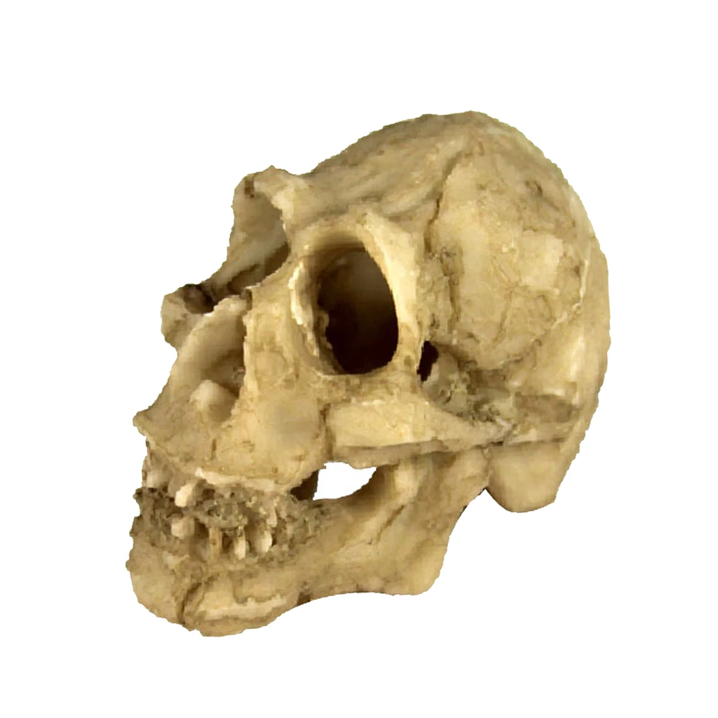 Для вивария для рептилий украшения головная кость череп статуя Террариум