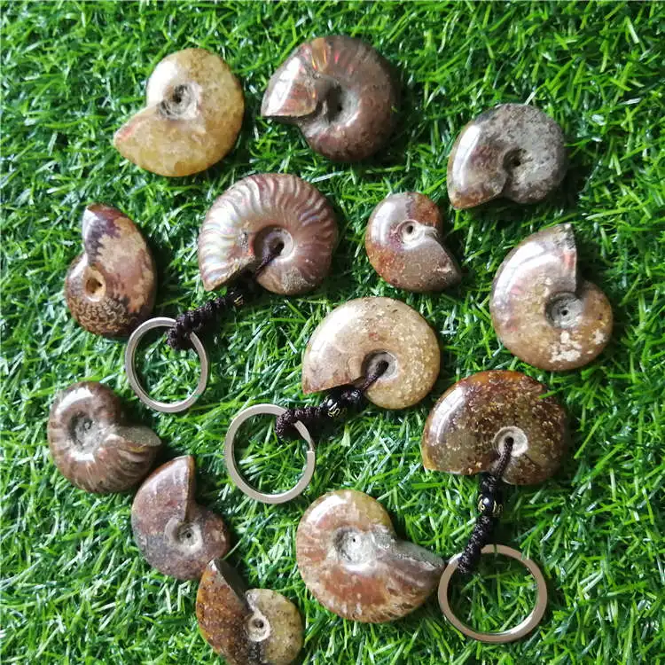 Beautiful Natural Stone Ammonite Fossils Seashell Snail keychain Ocean Reliquiae Conch Animal Necklaces Statement Men Jewellery | Украшения