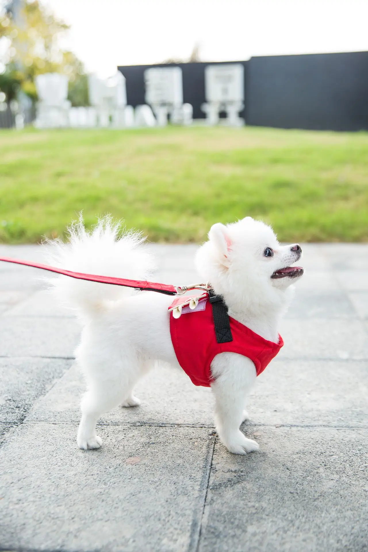 

Vest-style Comfortable Multi-purpose Adjustable Reflective Vest Pet Chest Harness Pet Leash Pet Lattice Vest For Puppy