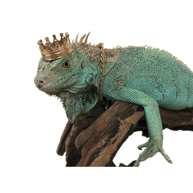 Бородатый дракон Корона ящерица геккон ожерелье бородатый декор в виде