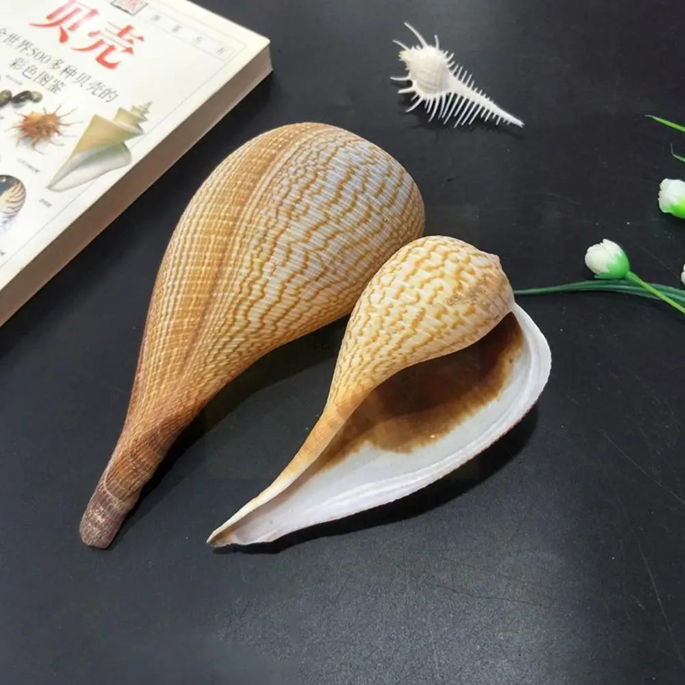 

Oyster Decor Natural Small Conch S Screw Diy Bottles Decoration Platform Material Household X6b9